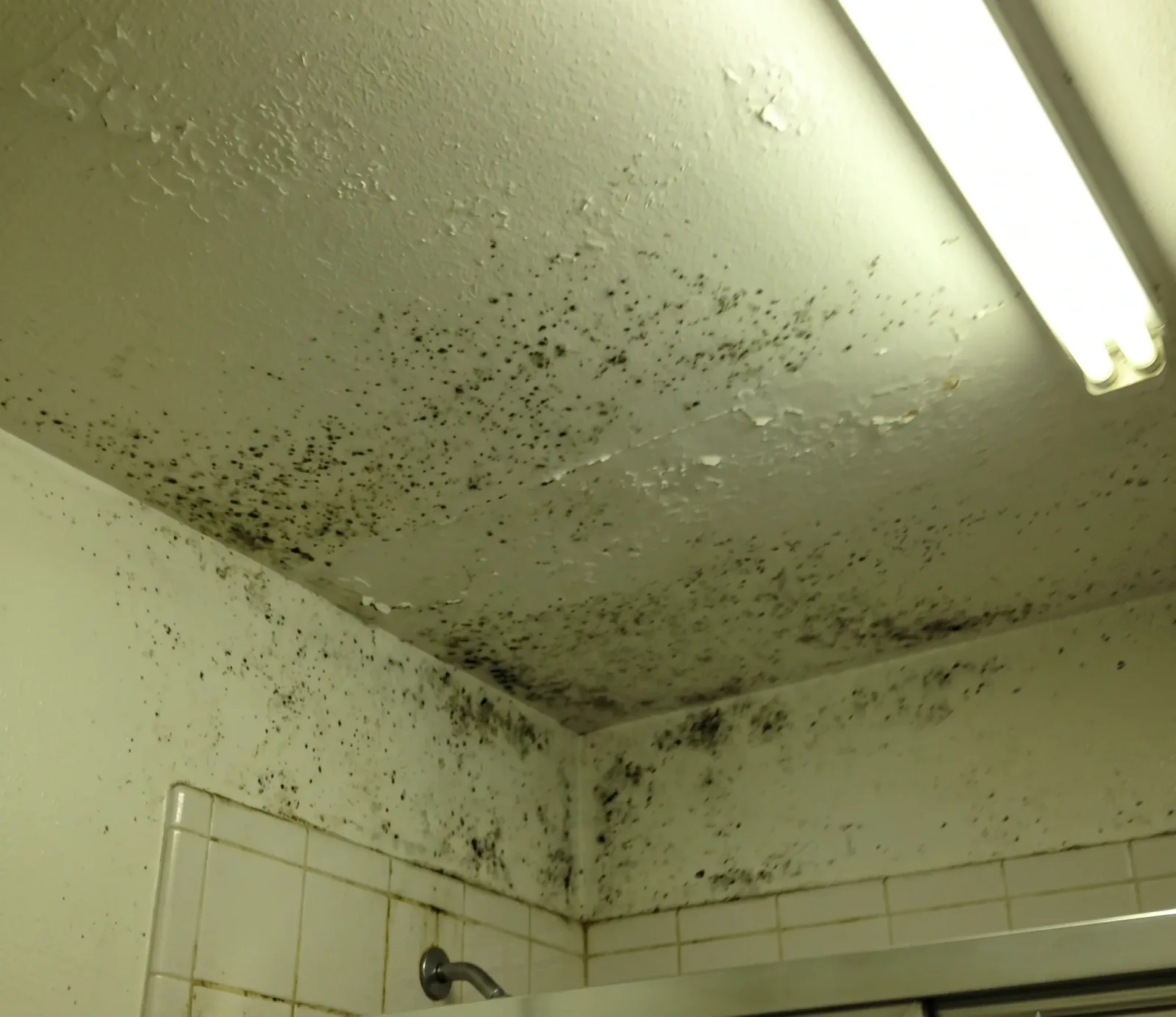 Black Mold water damage in Fort Lauderdale, FL